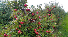 Ovocné sady JSP a samosběr jablek Lužany