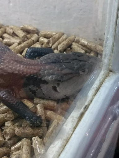 Reptile Store «Pet Palace», reviews and photos, 1442 N Hollenbeck Ave, Covina, CA 91722, USA