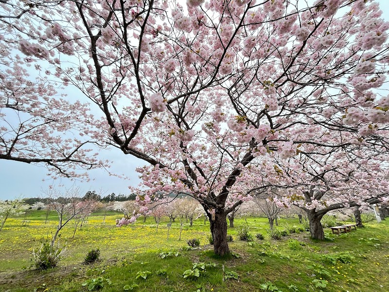 新桜見本園