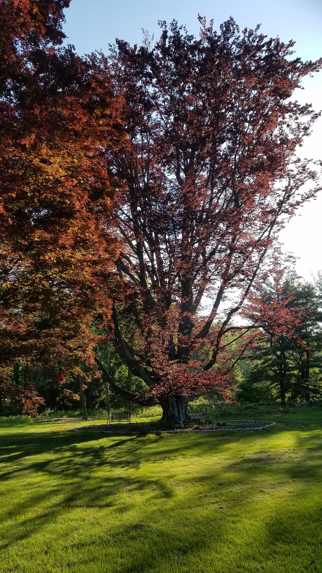Bartlett Tree Experts