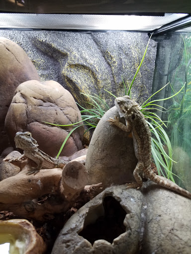 Pet Store «Lake City Pets and Supplies & Grooming», reviews and photos, 1101 US-90, Lake City, FL 32055, USA