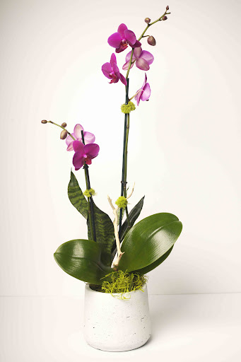 Florist «The Orchid House», reviews and photos, 2265 Coral Way, Miami, FL 33145, USA