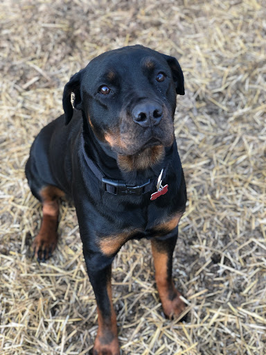 Pet Boarding Service «Howliday Inn Suites & Treats Pet Resort», reviews and photos, 1 Davis Ct, Hurricane, WV 25526, USA