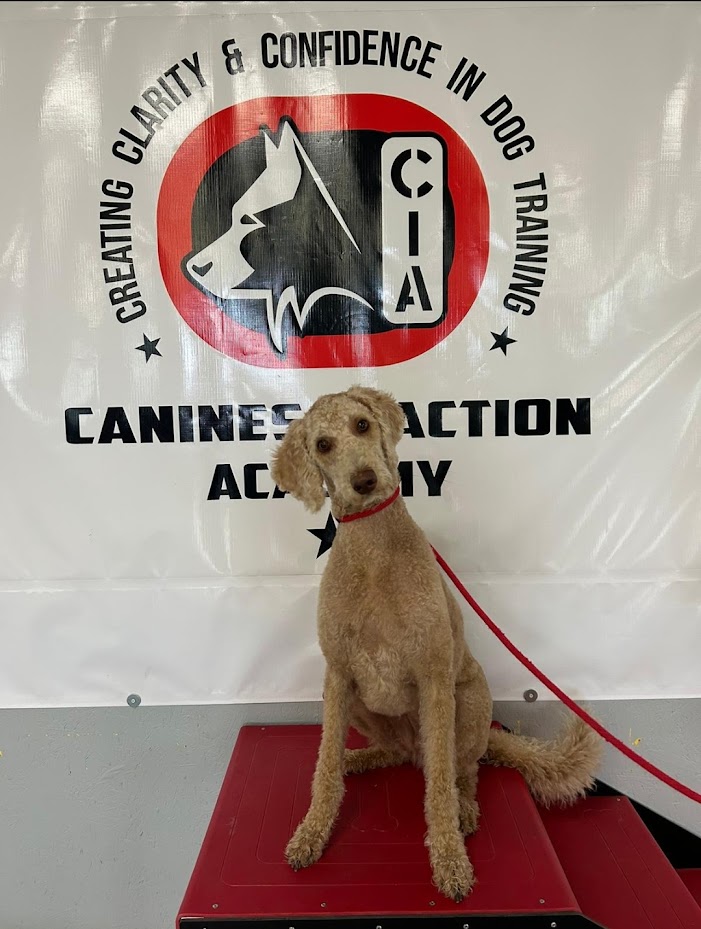 Canines In Action Academy, LLC
