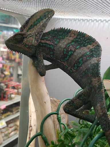 Pet Store «Friendly Pets», reviews and photos, 625 Friendly Center Rd, Greensboro, NC 27408, USA