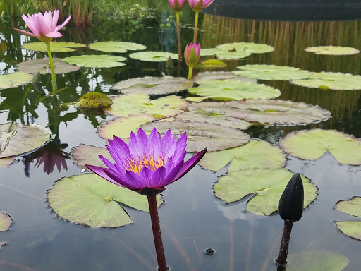 Botanical Garden «Phipps Conservatory and Botanical Gardens», reviews and photos, 1 Schenley Drive, Pittsburgh, PA 15213, USA