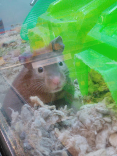 Pet Supply Store «Petco Animal Supplies», reviews and photos, 517 N 3rd Pl, Manhattan, KS 66502, USA