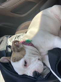 Maria The Dog Walker - Photo 7 - Car repair in , Pueblo