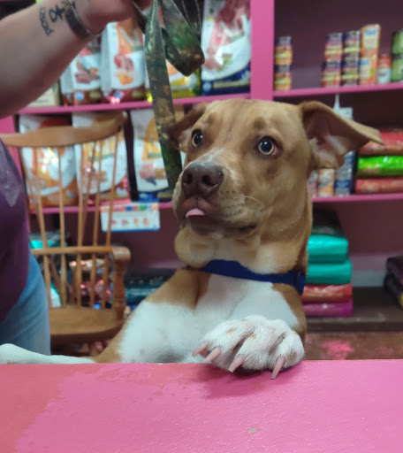 Pet Store «Woof Gang Bakery & Grooming DeLand», reviews and photos, 1431 Orange Camp Rd, DeLand, FL 32724, USA