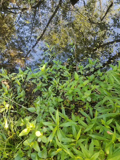 Park «Ira Township Park», reviews and photos, 7085 Meldrum Rd, Ira Township, MI 48023, USA