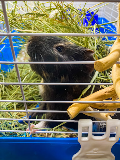 Pet Supply Store «Pickering Valley Feed & Farm Store», reviews and photos, 305 Gordon Dr, Exton, PA 19341, USA