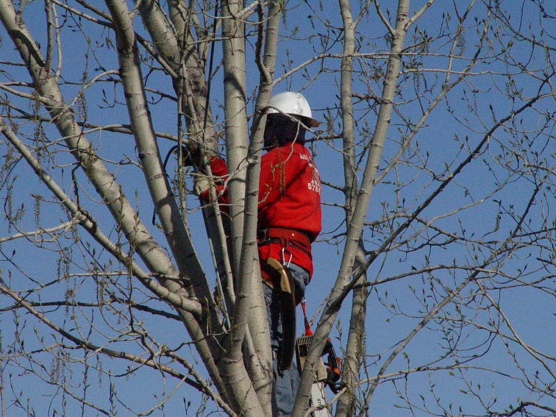 Tree Removal Services of Omaha