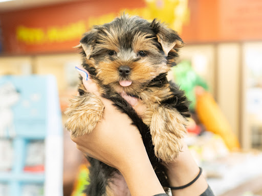 Pet Store «Petland Pembroke Pines», reviews and photos, 356 N University Dr, Pembroke Pines, FL 33024, USA