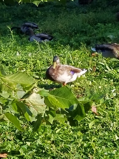 Supermarket «Walmart Neighborhood Market», reviews and photos, 5550 E Fall Creek Pkwy N Dr, Indianapolis, IN 46226, USA