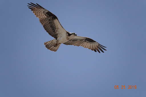 Stadium «Navy-Marine Corps Memorial Stadium», reviews and photos, 550 Taylor Ave, Annapolis, MD 21401, USA