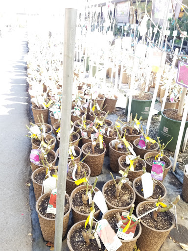 Plant Nursery «San Gabriel Nursery & Florist», reviews and photos, 632 S San Gabriel Blvd, San Gabriel, CA 91776, USA
