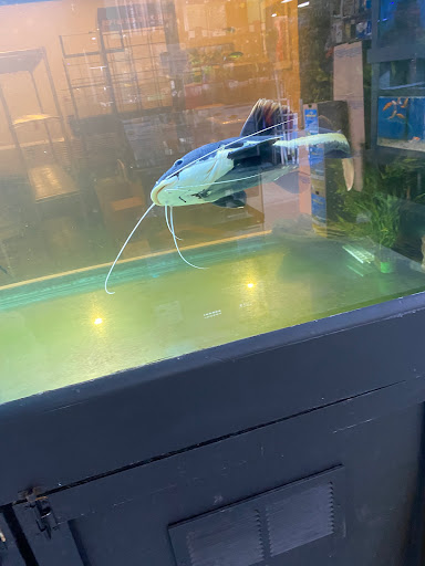 Pet Store «All Pets Club», reviews and photos, 1167 N Colony Rd, Wallingford, CT 06492, USA