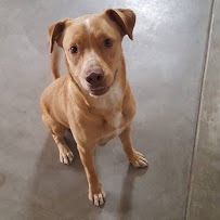 Daly Pet Care - Photo 8 - Car repair in , Baltimore