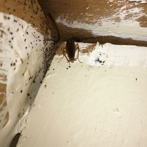 Cockroach pest control London