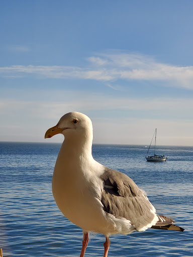 Tourist Attraction «Santa Cruz Wharf», reviews and photos, 21 Municipal Wharf, Santa Cruz, CA 95060, USA