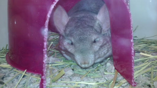 Pet Supply Store «Pet Supplies Plus», reviews and photos, 4250 N Alafaya Trail #240, Oviedo, FL 32765, USA