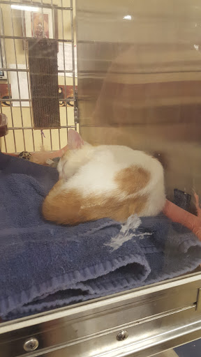 Pet Supply Store «PetSmart», reviews and photos, 1559 Merritt Blvd, Dundalk, MD 21222, USA