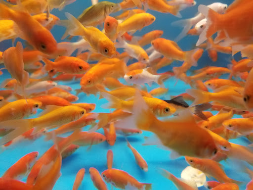 Pet Supply Store «PetSmart», reviews and photos, 159 N Weber Rd, Bolingbrook, IL 60490, USA