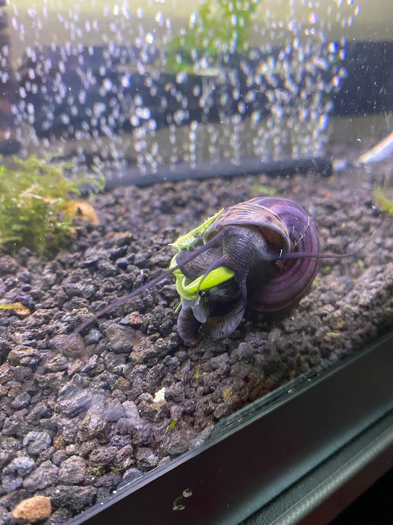 Mystery Snails and things