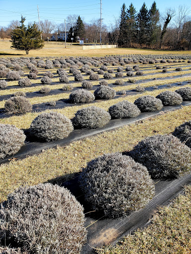 Gift Shop «Hidden Spring Lavender Farm and Gift Shoppe», reviews and photos, 890 Belle Mead-Blawenburg Rd, Skillman, NJ 08558, USA