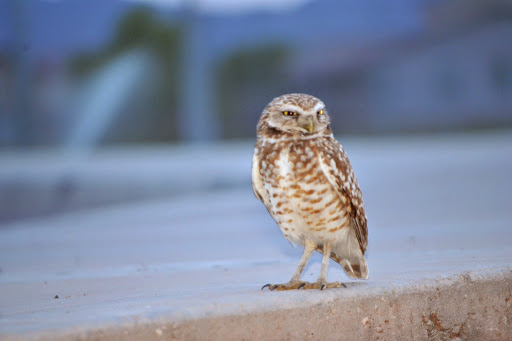 Park «Trailside Point Park», reviews and photos, 7215 W Vineyard Rd, Laveen Village, AZ 85339, USA