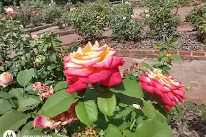 Gene Strowd Rose Garden Park image