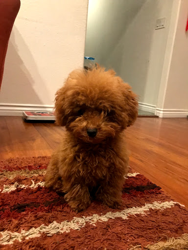 Happy Pet, 701 E Valley Blvd, San Gabriel, CA 91776, USA, 