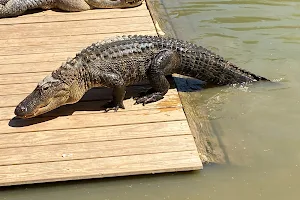 Gator Country LA Alligator Park image