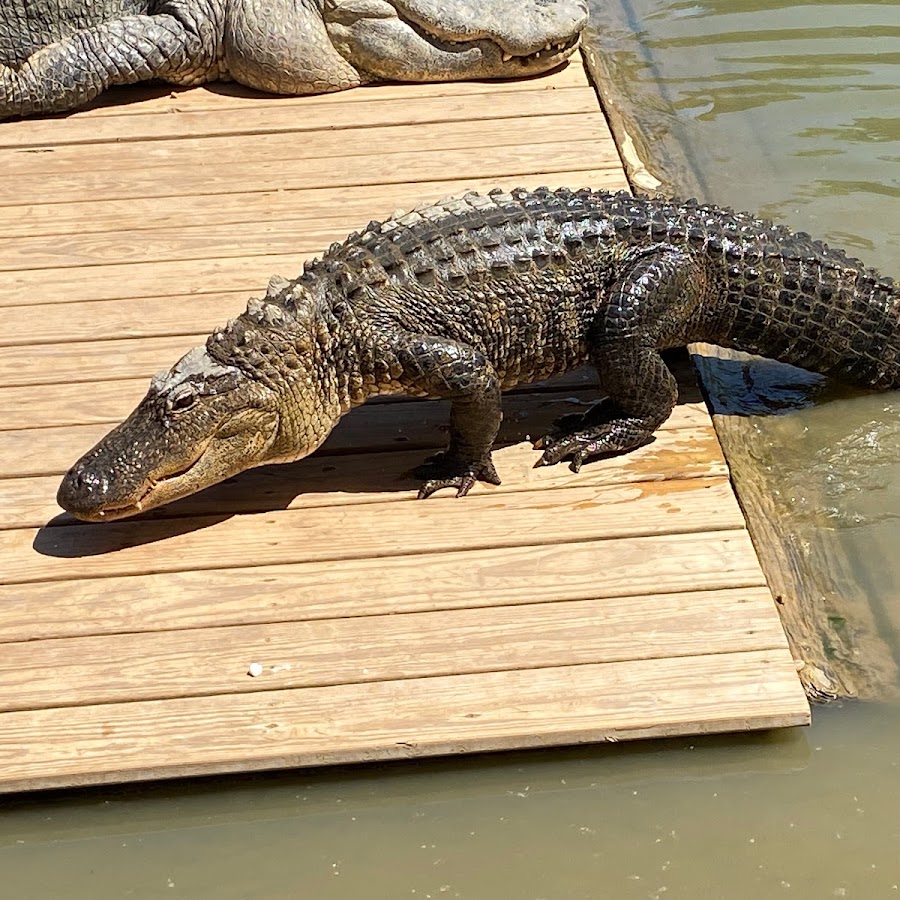 Gator Country LA Alligator Park