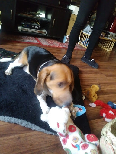 Pet Supply Store «Petco Animal Supplies», reviews and photos, 2727 Pfingsten Rd #8, Glenview, IL 60026, USA