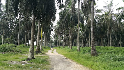Malmaju Bina Palm Oil Mill