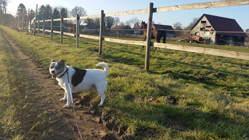 Dr. Fides Siegert prakt. Vet unter Ganderkesee, 