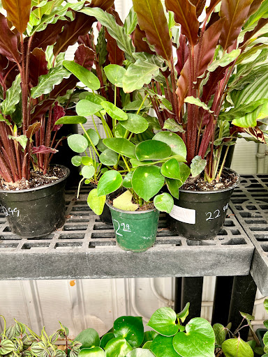 Hardware Store «Payless Hardware, Rockery and Nursery», reviews and photos, 2927 King Rd, San Jose, CA 95122, USA