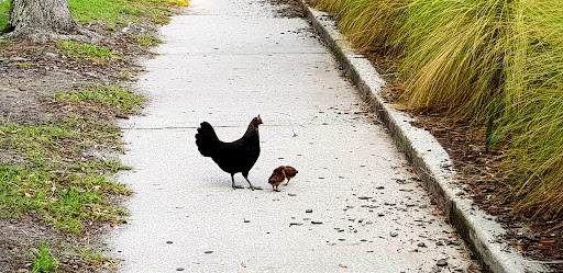 Museum «Ybor City State Museum», reviews and photos, 1818 E 9th Ave, Tampa, FL 33605, USA