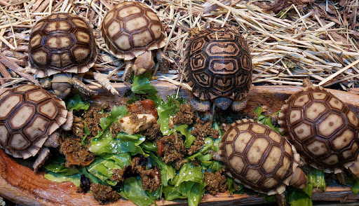 Pet Store «Bluewater Zoo Exotic Aquariums & Reptiles», reviews and photos, 159 Miracle Strip Pkwy SE, Fort Walton Beach, FL 32548, USA