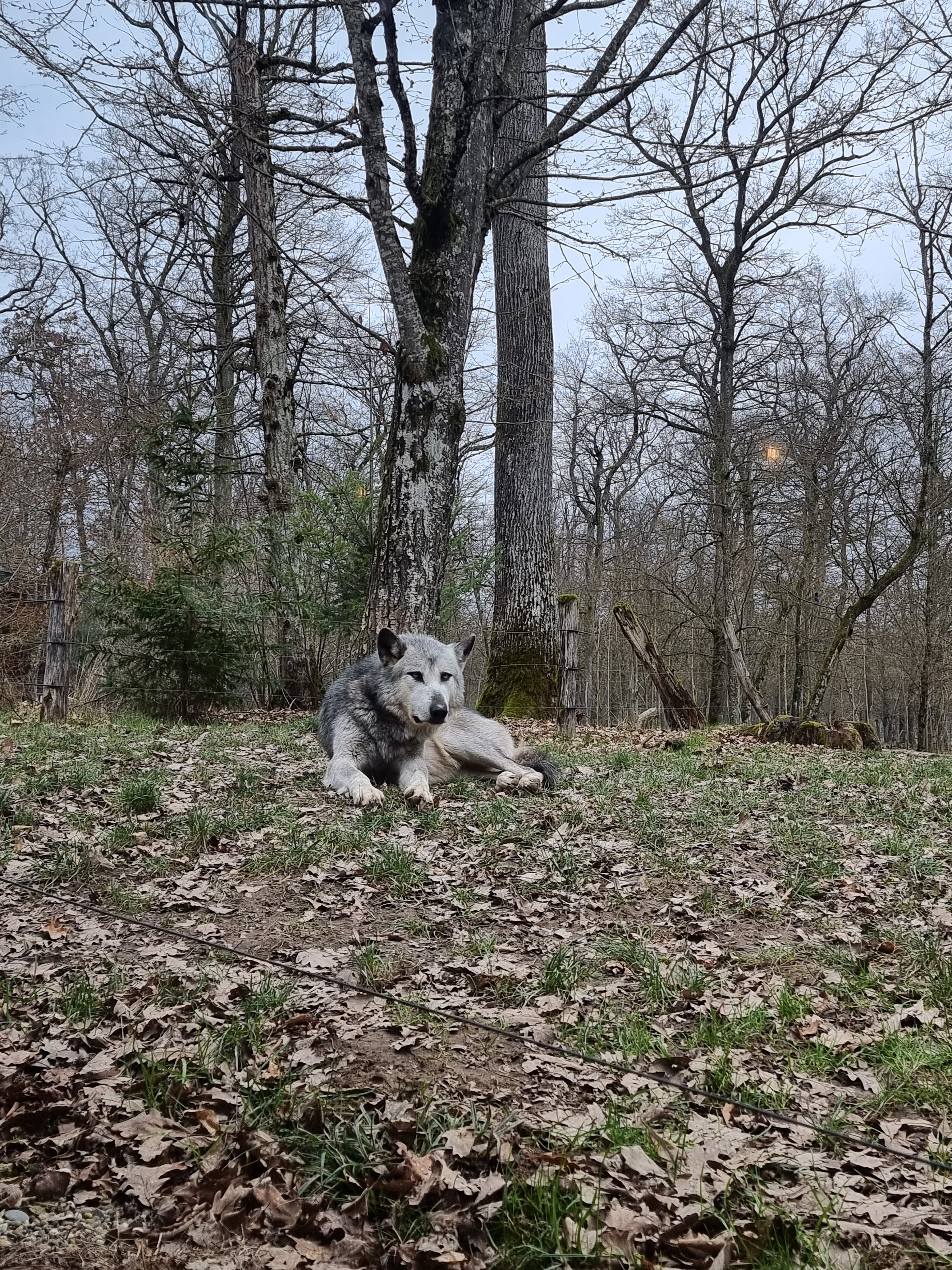 Photo n° 46 de l'avis de percque.a fait le 12/03/2023 à 16:11