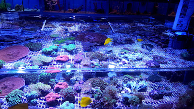 L'Aquarium à Richemont