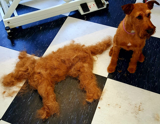 Hundesalon Pfoten Deluxe unter Geslau, 