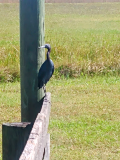 Campground «Savannas Recreation Area», reviews and photos, 1400 E Midway Rd, Fort Pierce, FL 34982, USA