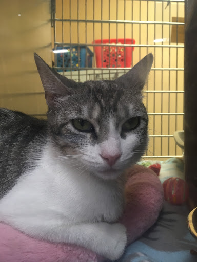 Pet Supply Store «PetSmart», reviews and photos, 6501 Baltimore National Pike, Catonsville, MD 21228, USA