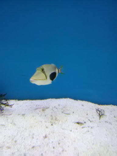 Pet Supply Store «Petco Animal Supplies», reviews and photos, 3372 Cobb Pkwy NW #300, Acworth, GA 30101, USA