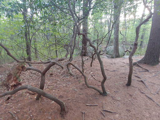 State Park «Wilson Mountain Reservation», reviews and photos, 384 Common St, Dedham, MA 02026, USA