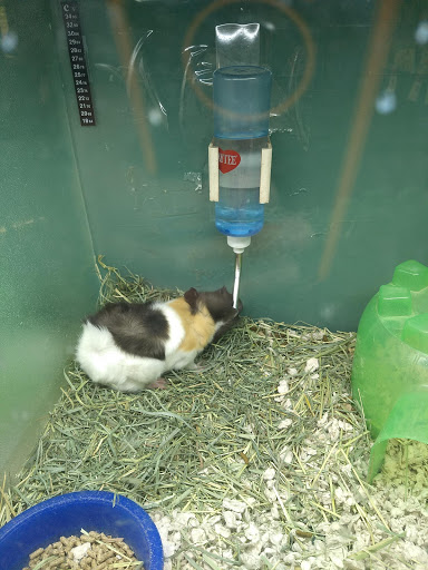 Pet Supply Store «Pet Supplies Plus», reviews and photos, 1150 N Court St #2A, Medina, OH 44256, USA