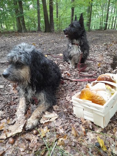 Tierarztpraxis Michaela Wiese unter Weißenberg, Sachsen
