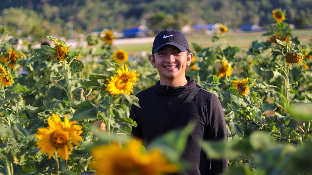 Paclolo Sunflower Farm